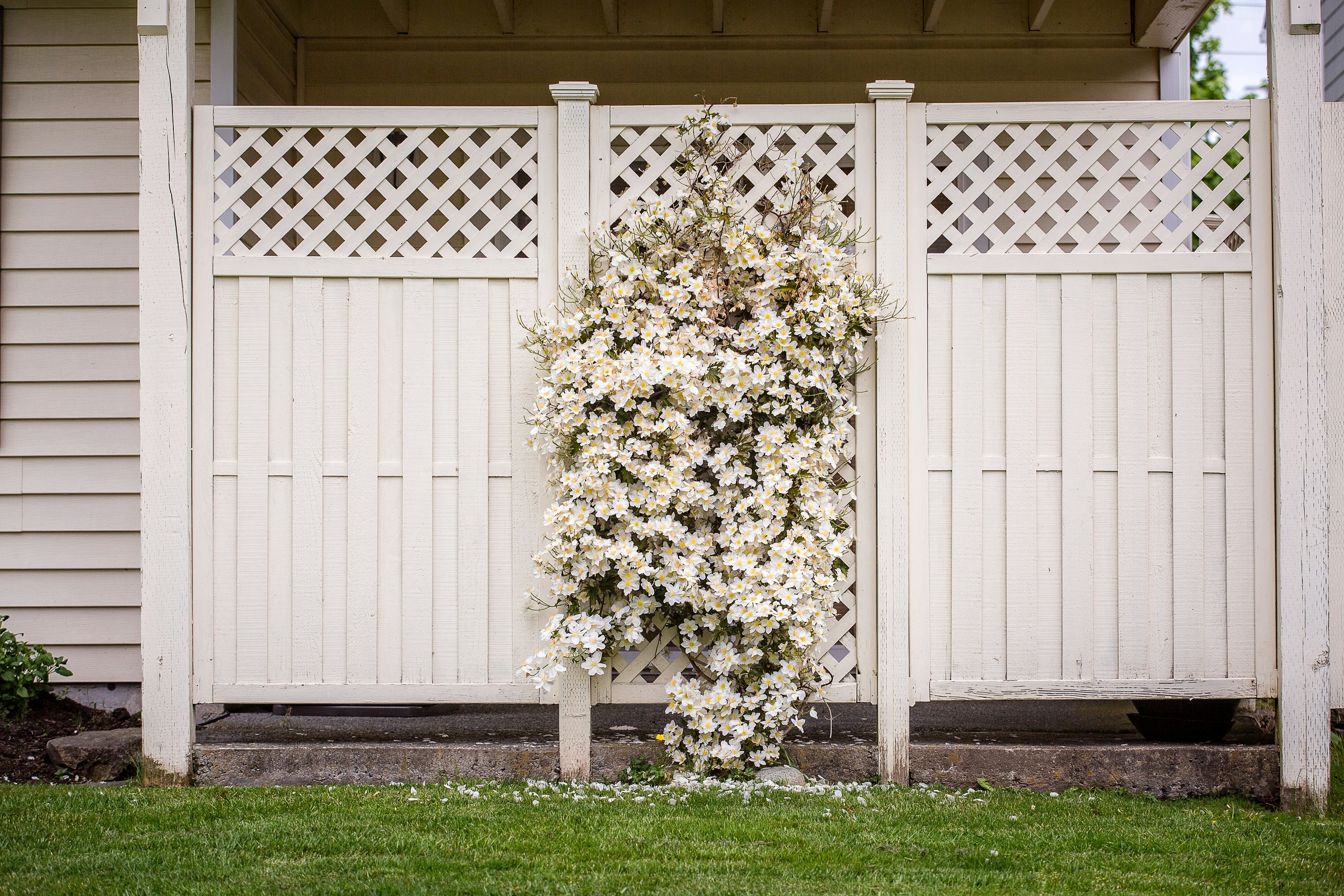 White Trellis Fence